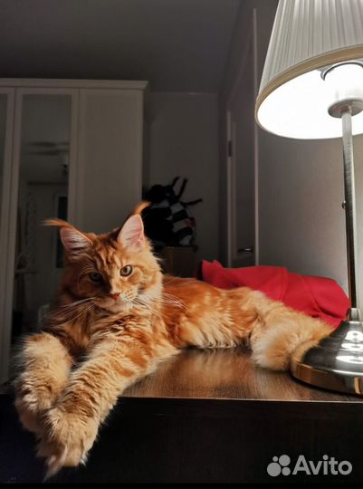 Котята мейн-кун рыжие