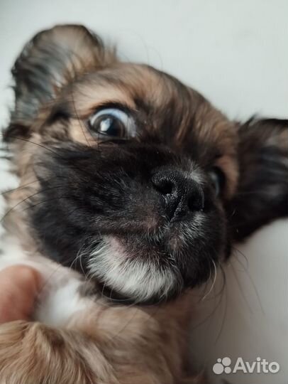 Щенок пекинеса