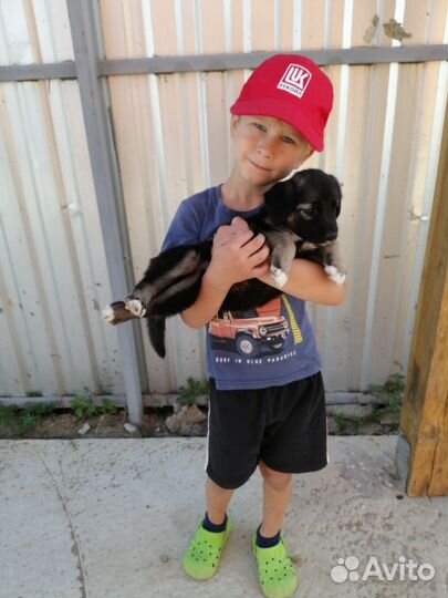 Щенок в добрые руки