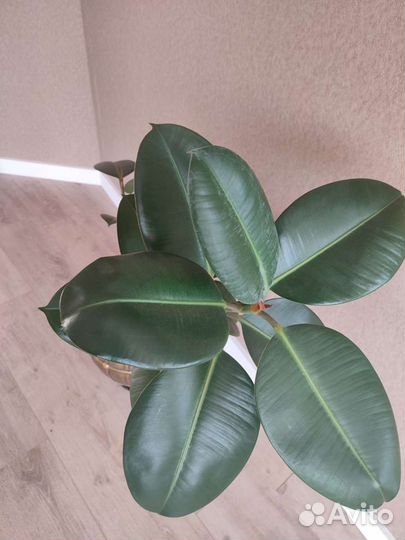 Фикус с кашпо