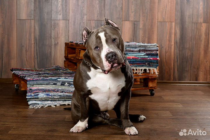 Американский булли хл