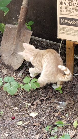 Рыжий котенок мальчик 2.5 месяца