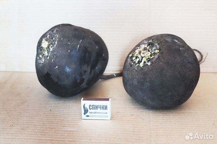 Редька чёрная