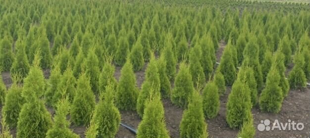 Туя Смарагд