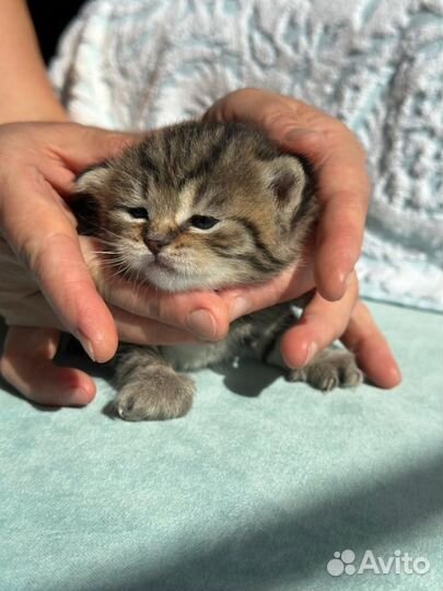 Шотландские котята