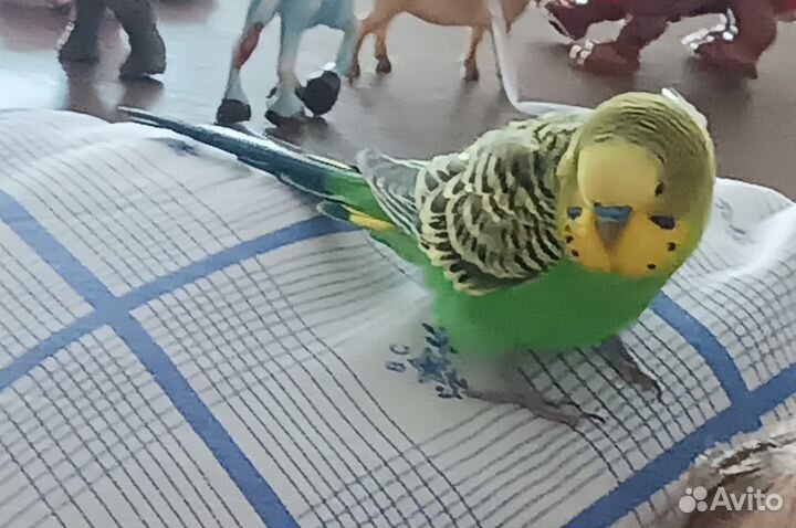 Отдам попугая