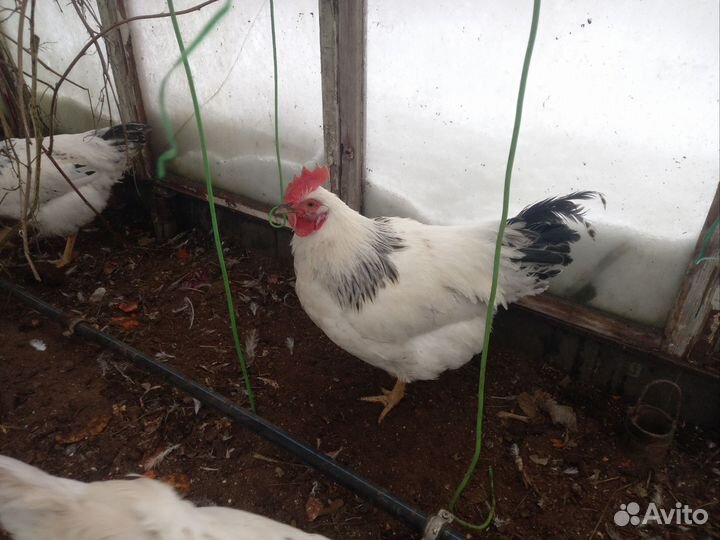 Молодые петухи Адлерская Серебристая