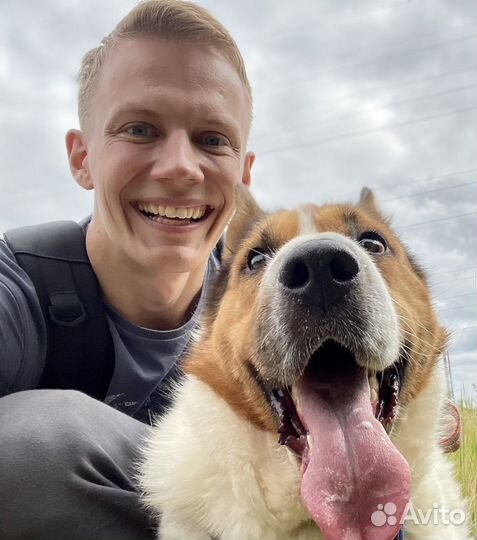 Собака из приюта