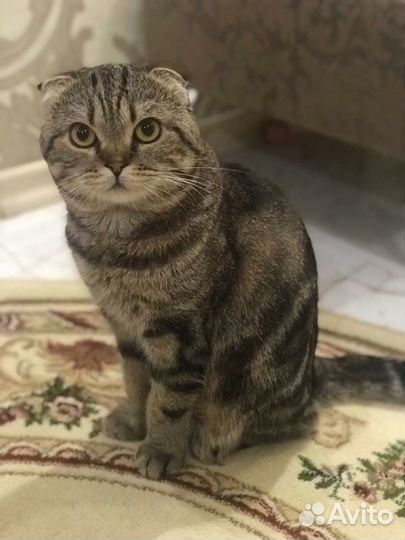 Красавчик шотландец