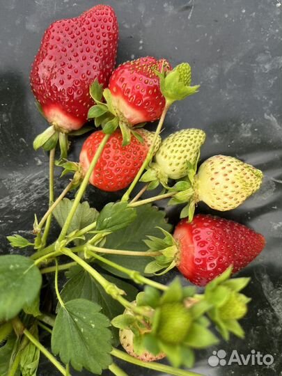 Клубника свежая