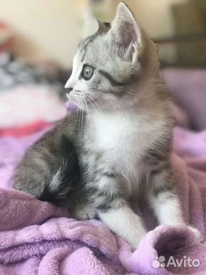 Кошка в дар бесплатно