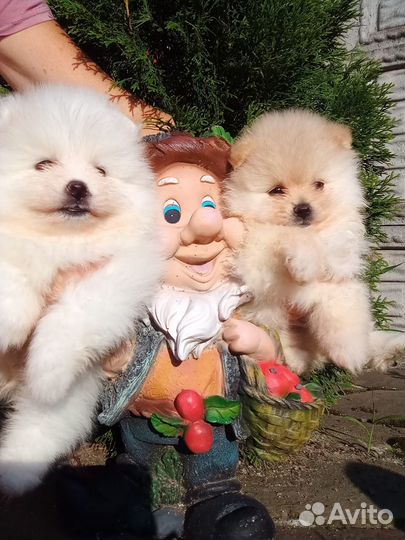 Померанский шпиц