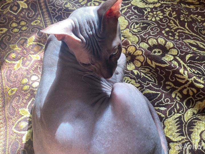 Кот для вязки сфинкс Барсик
