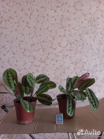 Маранта триколор