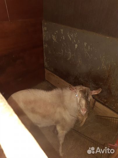 Продам козла