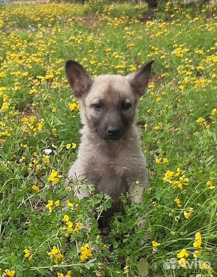 Щенки для ответственных хозяев