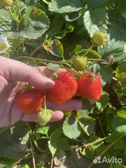 Рассада клубники