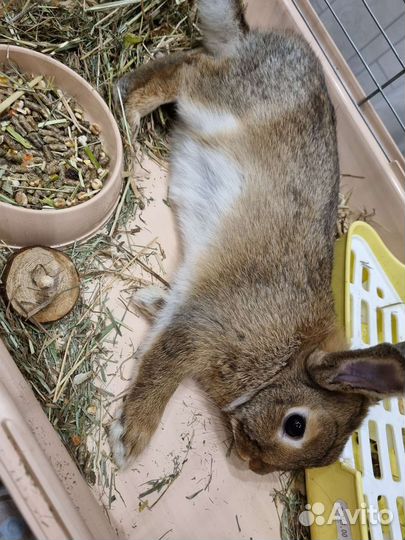 Вязка декоративный кролик