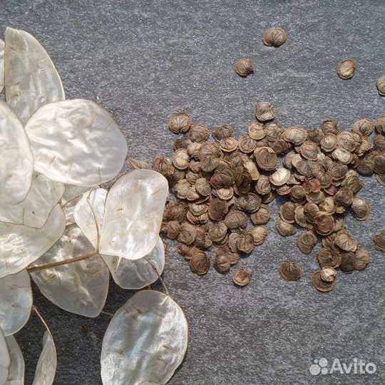 Семена лунарии