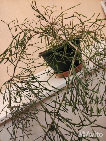 Хатиора - брызги шампанского. Большой куст