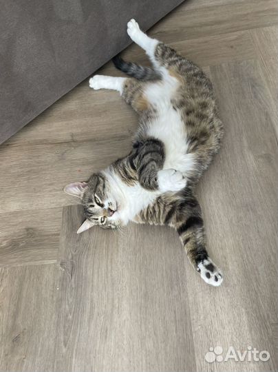 Кот Мурзик