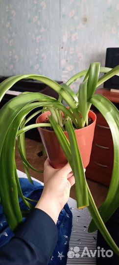 Гипеаструм