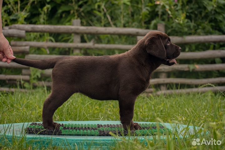 Щенки лабрадора ретривера