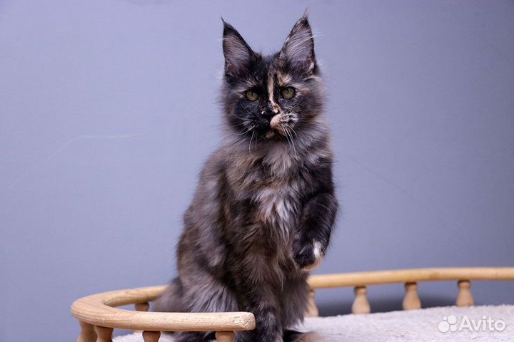 Мейн-кун котенок чёрная черешка Велисса