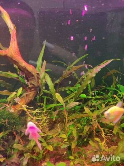 Растения для аквариума (мха пока нет)
