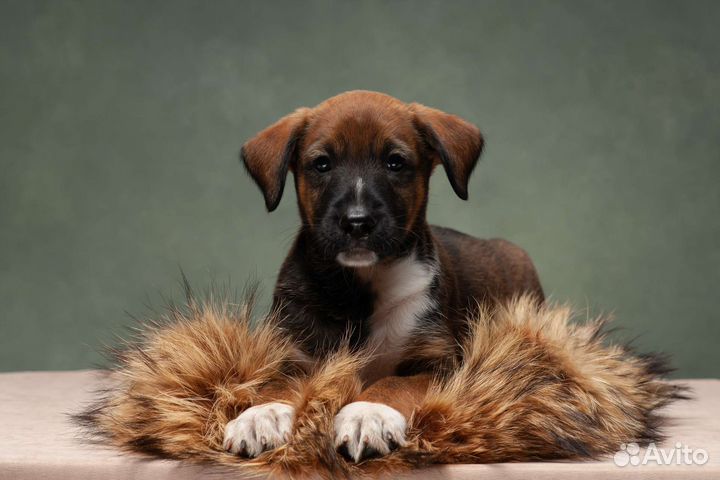 Щенки ксоло в шерсти