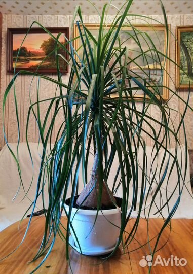 Бокарнея нолина