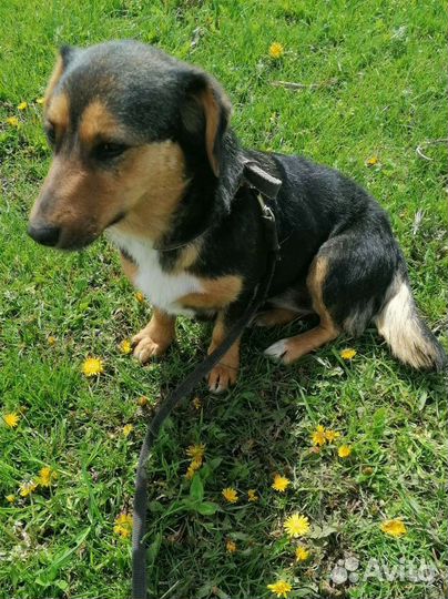 Собака Таксуля