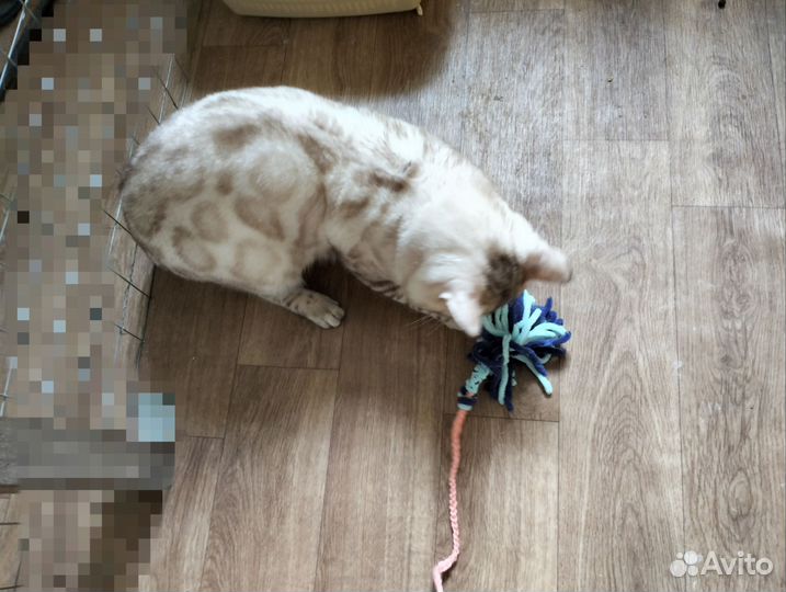 Бенгальский кот