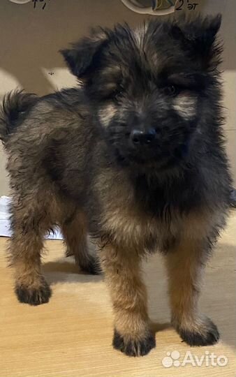 Отдам в добрые руки