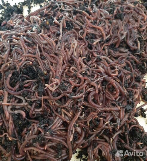 Красный калифорнийский Червь для рыбалки