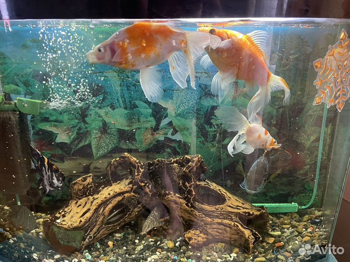 Аквариум