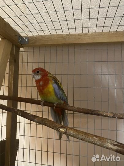 Розелла редкого окраса