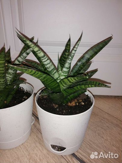 Сансевиерия сортовая
