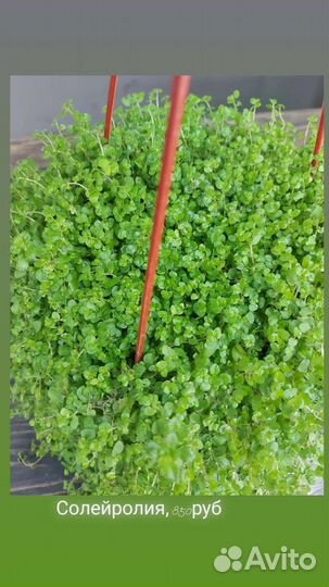 Солейролия(Гелксина)