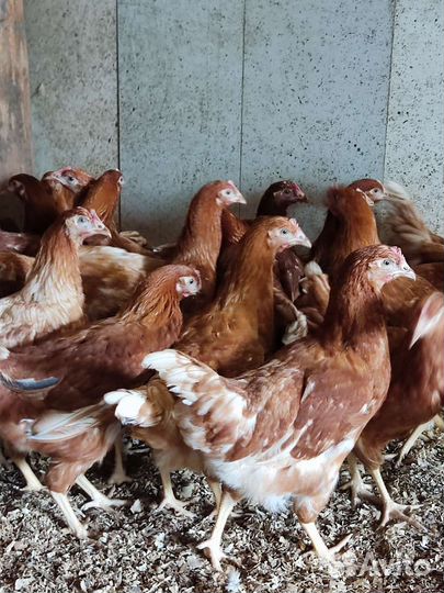 Куры молодки, Утята Муларды