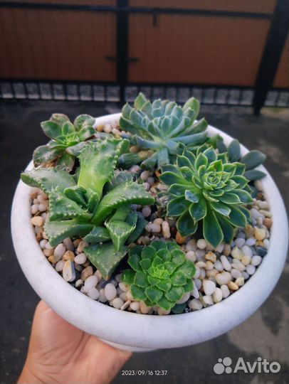 Суккуленты