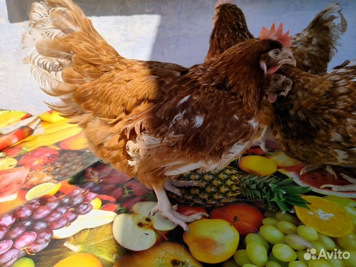 Куры несушки доминант 9 месяцев