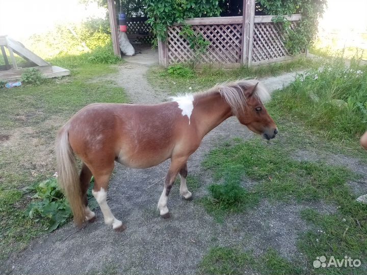 Пони аппалуза