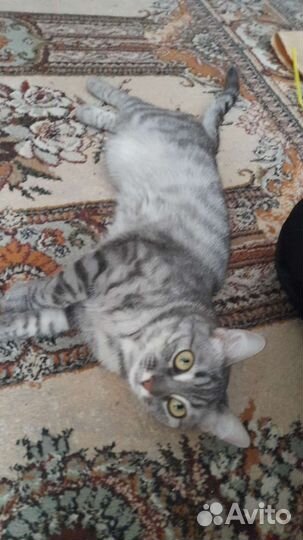 Кошка потерялась