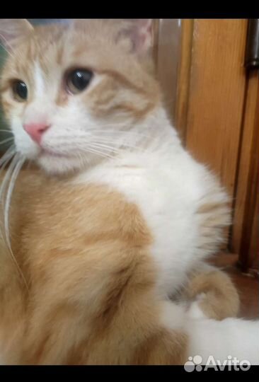 Кот в добрые руки