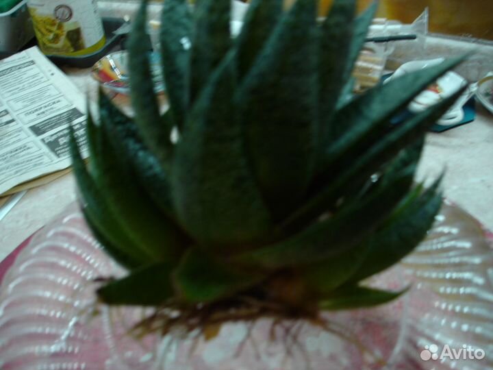 Комнатные цветы