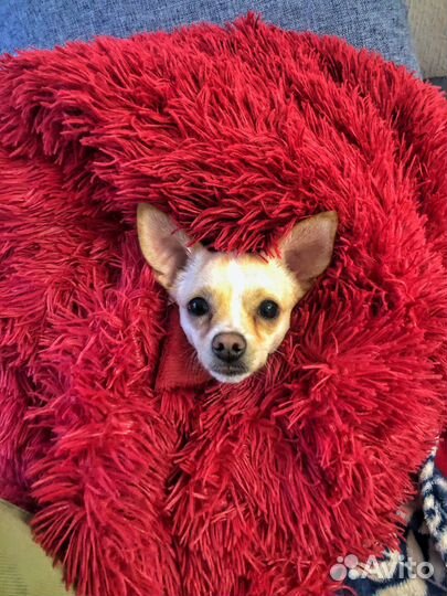 Чихуахуа ищет подружку