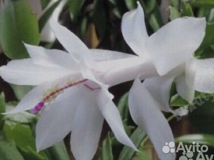 Декабристы шлюмбергера сортовые