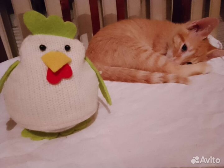 Котята четырехмесячные добрейшие