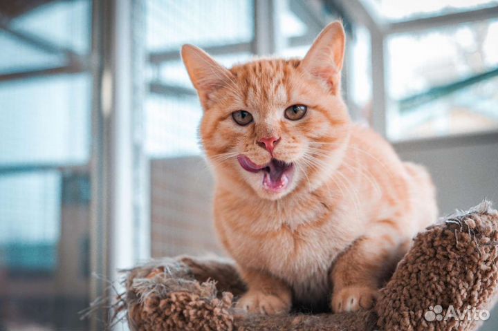 Рыжие котята и котики из приюта